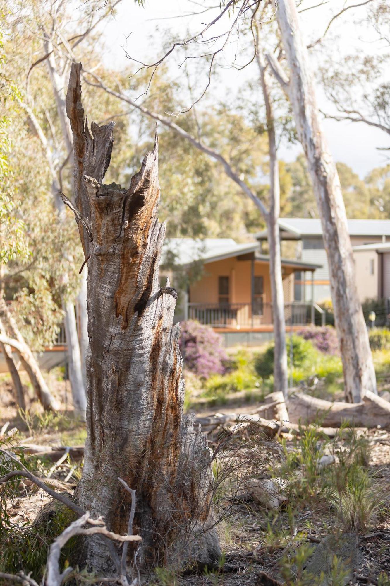 Alivio Tourist Park Canberra Buitenkant foto